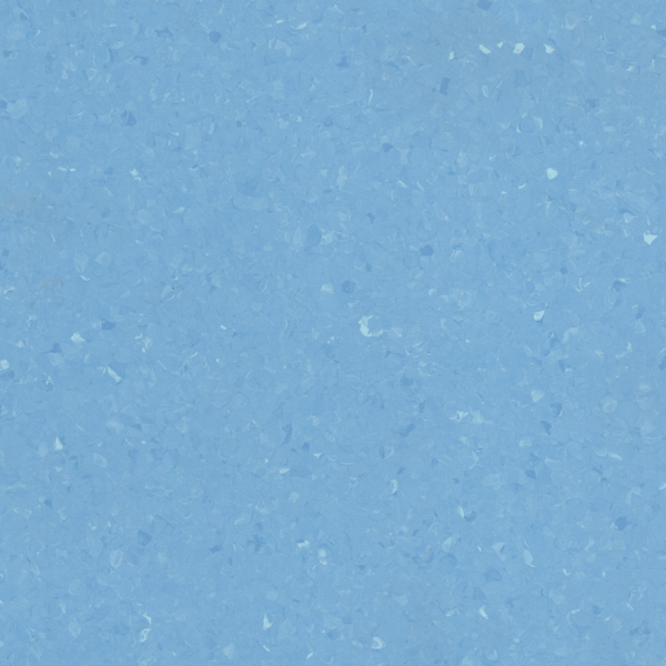 Blue Marguerite
